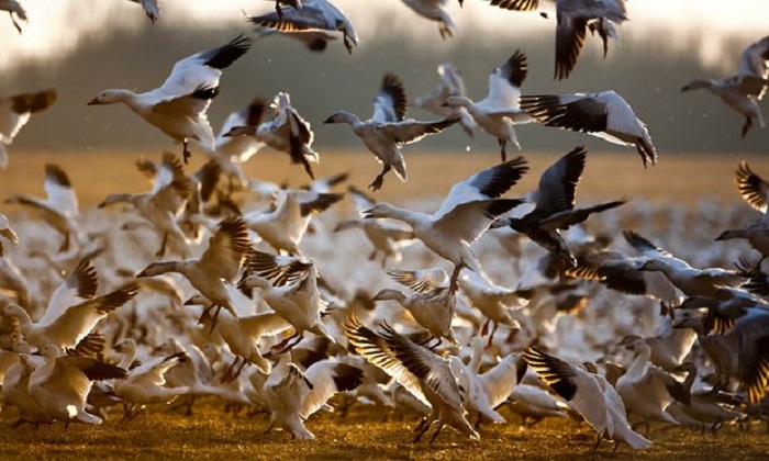 At least 3,000 geese killed by toxic water from former Montana copper mine 